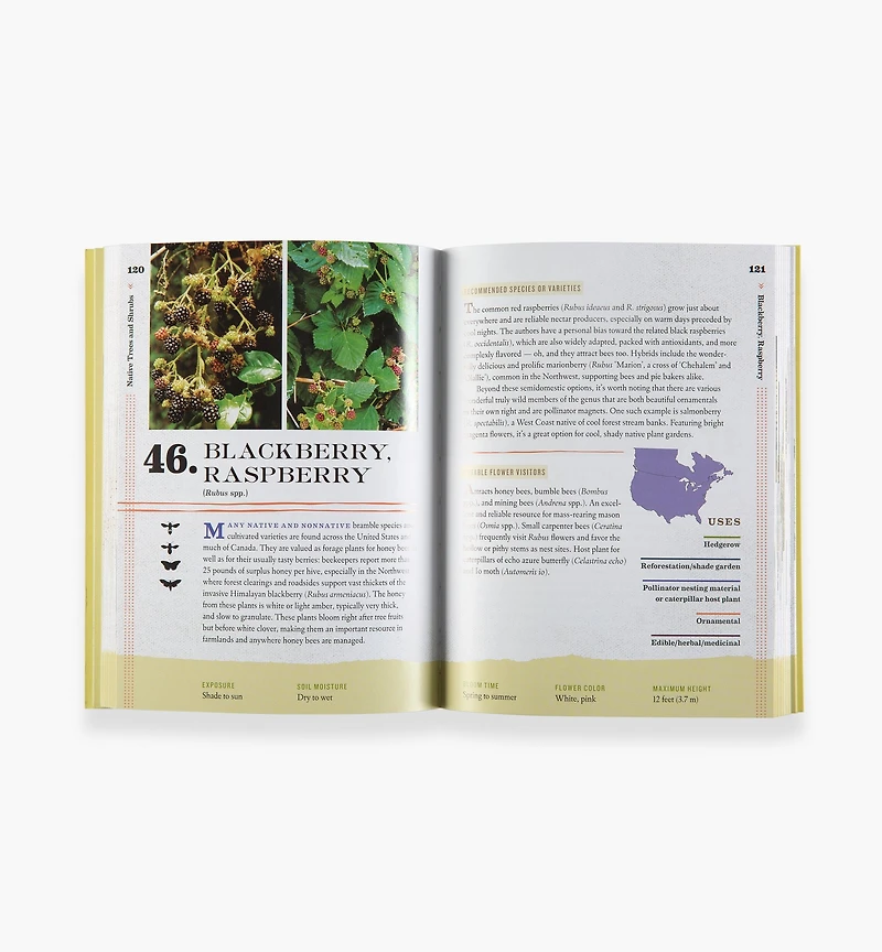 100 Plants to Feed the Bees