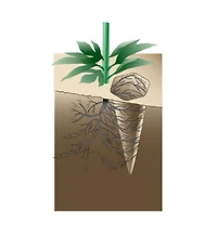 Watering Spikes