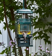 Squirrel Buster Suet Feeder