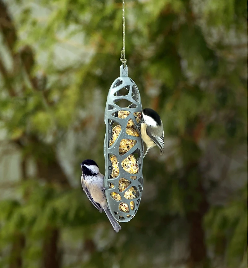 Mangeoire à suif pour oiseaux