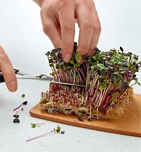 Hemp-Fiber Grow Mats