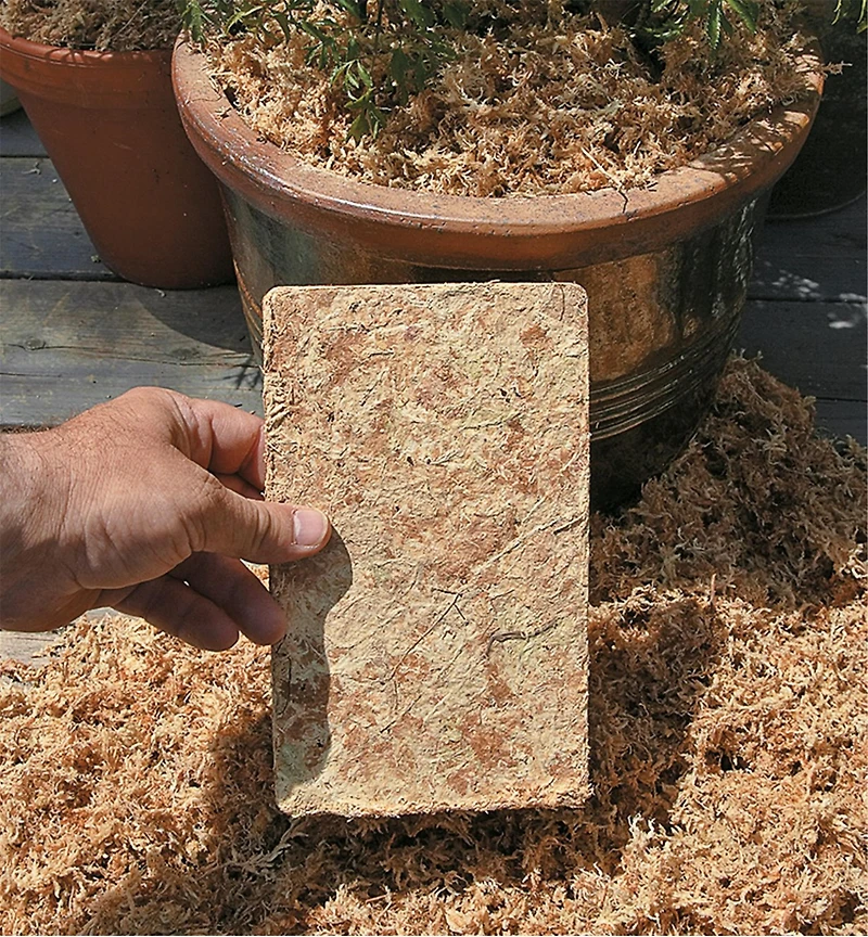 Sphagnum Moss