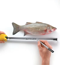 Ruban à mesurer vierge Story Tape de Lee Valley