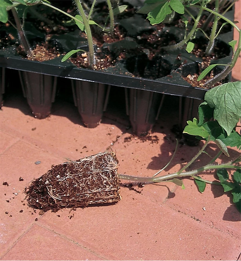 Deep-Root Seed Starters