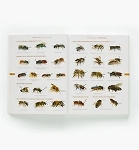 The Bees in Your Backyard