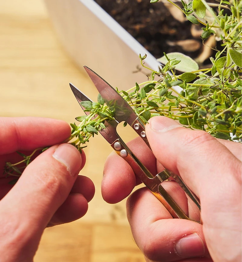 One Dozen Spring Shears