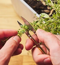 One Dozen Spring Shears