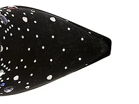 Starlit Bootie