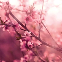 Pink Love Spell Artisan Wax Melts, 2.5 Oz, 6 Pack - OPEN BOX