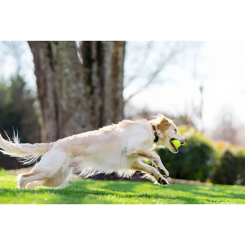 Stay & Play Compact Wireless Fence & Receiver Collar