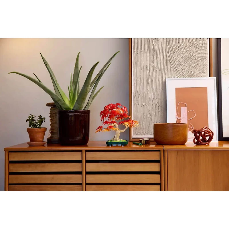 Botanicals Japanese Red Maple Bonsai Tree