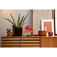 Botanicals Japanese Red Maple Bonsai Tree