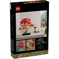 Botanicals Japanese Red Maple Bonsai Tree