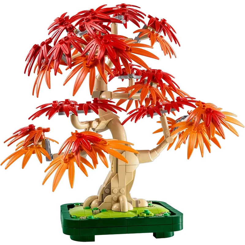 Botanicals Japanese Red Maple Bonsai Tree