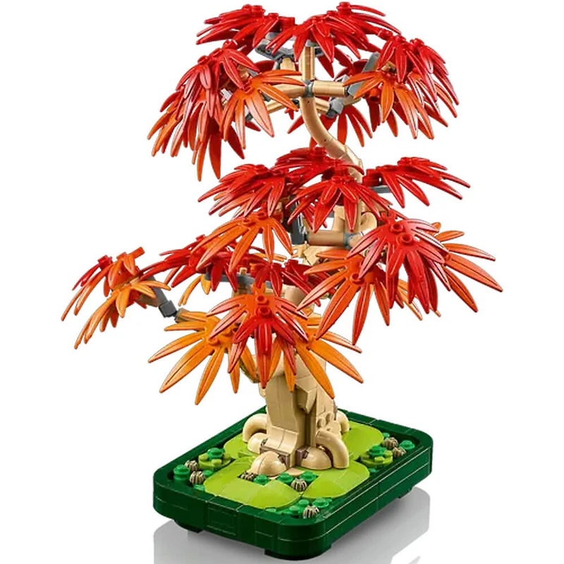 Botanicals Japanese Red Maple Bonsai Tree
