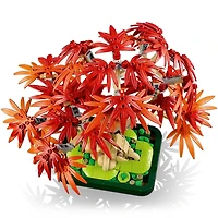Botanicals Japanese Red Maple Bonsai Tree