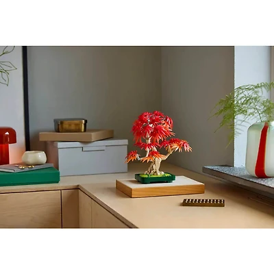 Botanicals Japanese Red Maple Bonsai Tree