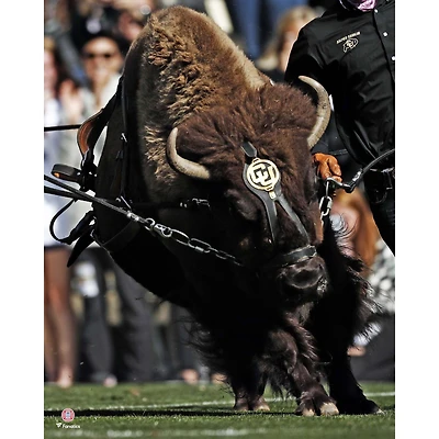 Photographie non signée de Ralphie en train courir avec les Buffaloes du Colorado