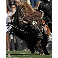 Photographie non signée de Ralphie en train courir avec les Buffaloes du Colorado