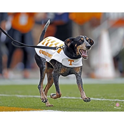 Photographie non signée de Smokey Running des Tennessee Volunteers