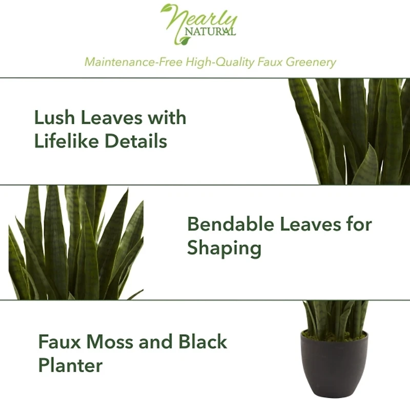 Sansevieria Floor Plant in Black Planter