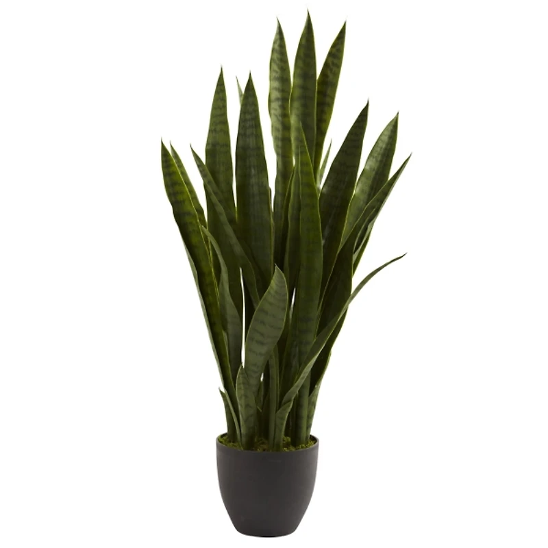 Sansevieria Floor Plant in Black Planter