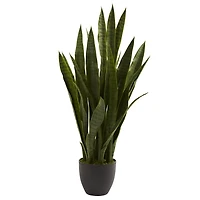 Sansevieria Floor Plant in Black Planter