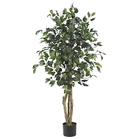 Ficus Silk Tree, 4 ft.