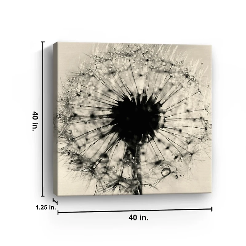 Black and White Dandelion Giclee Canvas Art Print