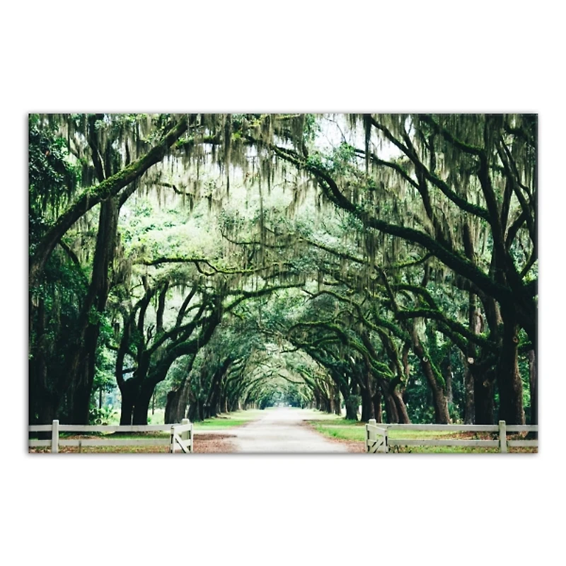 Oak Tree Arch Photography Canvas Art Print