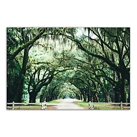 Oak Tree Arch Photography Canvas Art Print