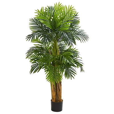 Triple Areca Palm Tree, 5 ft.