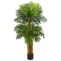 Triple Areca Palm Tree, 5 ft.