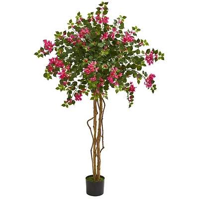 Bougainvillea Tree, 5.5 ft.