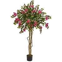 Bougainvillea Tree, 5.5 ft.