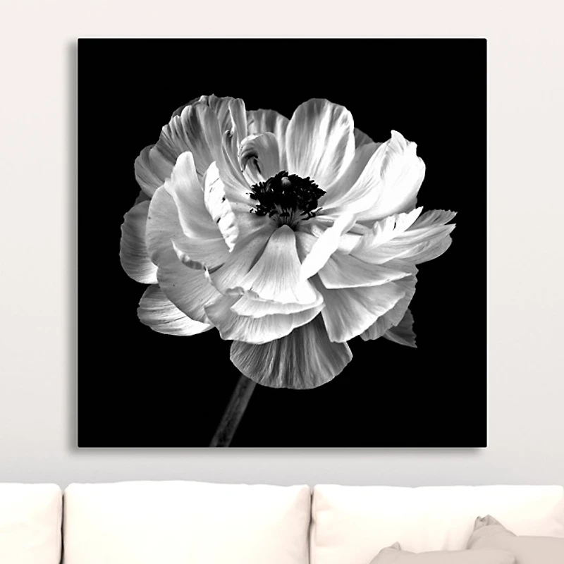 Noir Ranunculus Floral Giclee Canvas Art Print