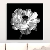 Noir Ranunculus Floral Giclee Canvas Art Print
