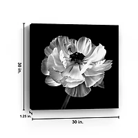 Noir Ranunculus Floral Giclee Canvas Art Print