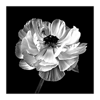 Noir Ranunculus Floral Giclee Canvas Art Print