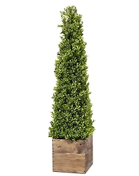 Boxwood Obelisk in Wood Planter, 36 in.
