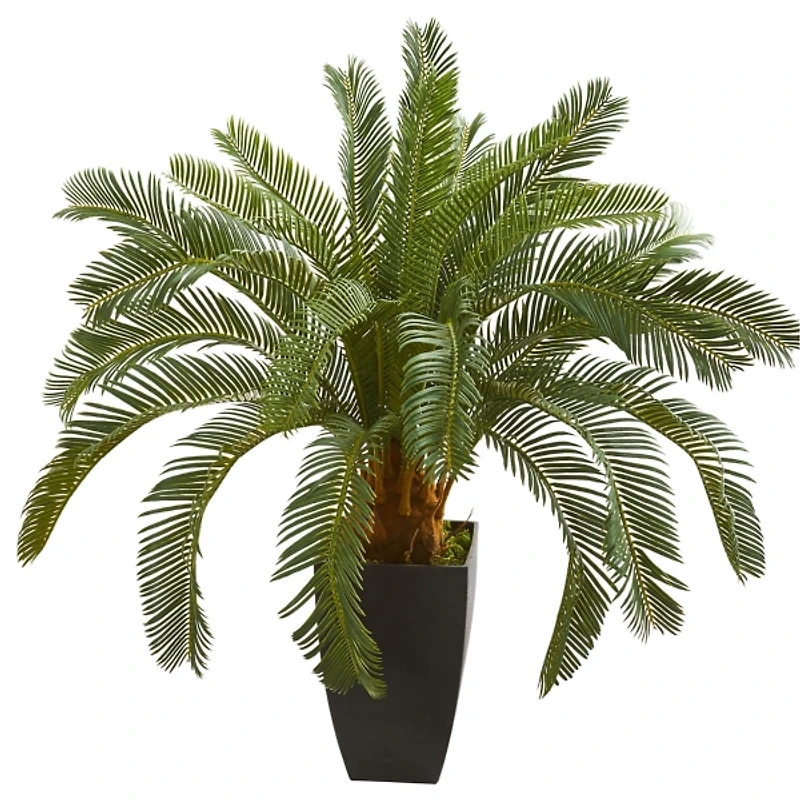 Cycas Floor Plant in Tall Black Planter, 30 in.
