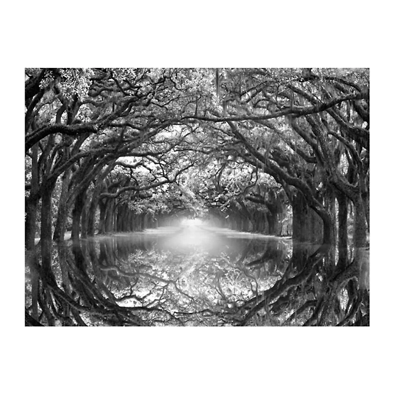 Oak Alley Reflection Giclee Canvas Art Print
