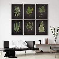 Black Fern I Framed Art Print