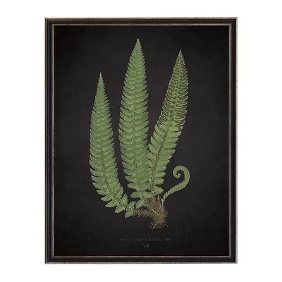 Black Fern I Framed Art Print