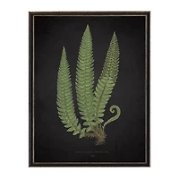 Black Fern I Framed Art Print