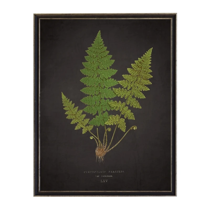 Black Fern VI Framed Art Print