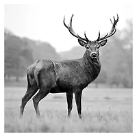 Proud Deer Giclee Canvas Art Print