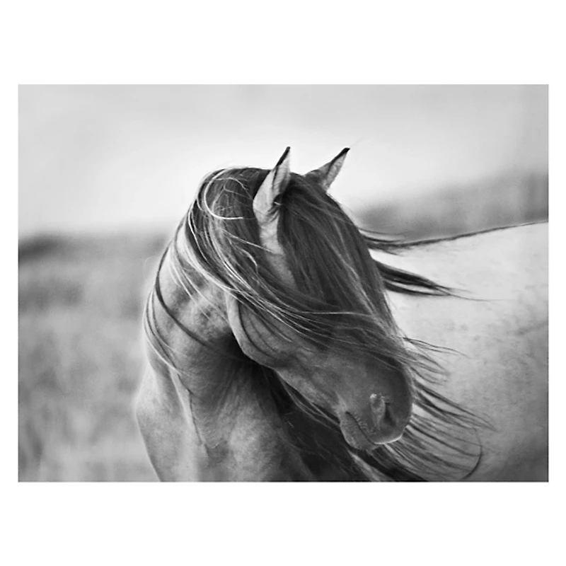 Fierce Grace Canvas Art Print