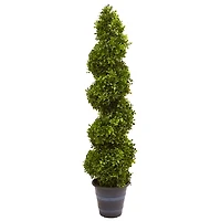 Boxwood Spiral Topiary, 48 in.