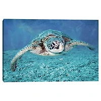 Vibrant Sea Turtle Canvas Art Print